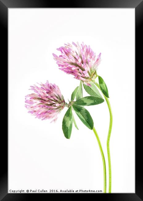Red Clover on a white background. Framed Print by Paul Cullen