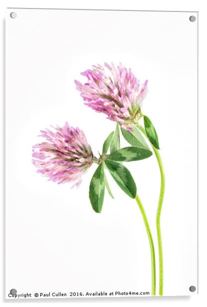 Red Clover on a white background. Acrylic by Paul Cullen