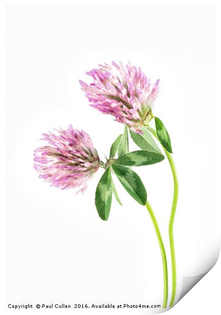 Red Clover on a white background. Print by Paul Cullen