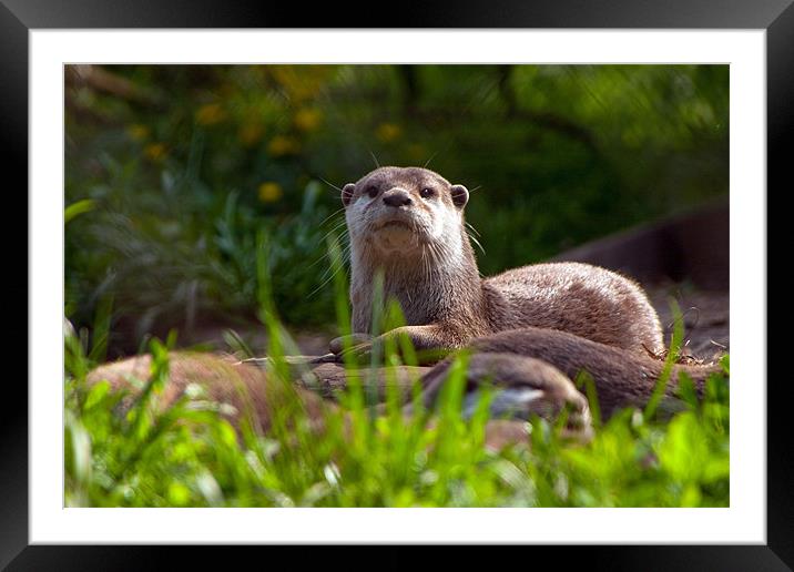Otters Framed Mounted Print by Simon Drew