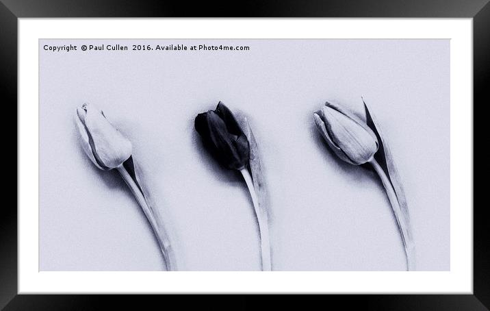 Three Tulips mono on a textured background Framed Mounted Print by Paul Cullen