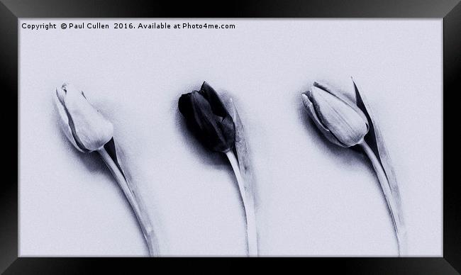 Three Tulips mono on a textured background Framed Print by Paul Cullen