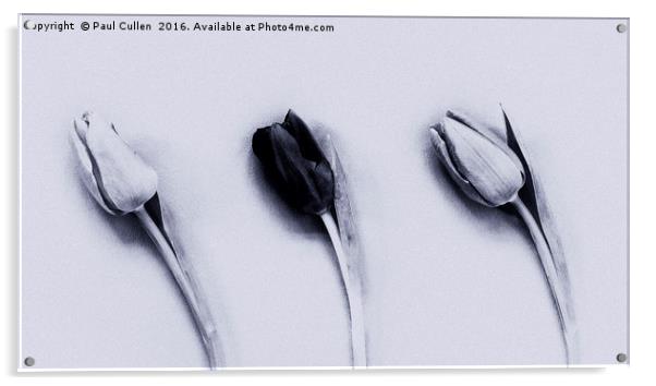 Three Tulips mono on a textured background Acrylic by Paul Cullen