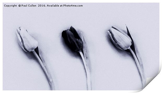 Three Tulips mono on a textured background Print by Paul Cullen