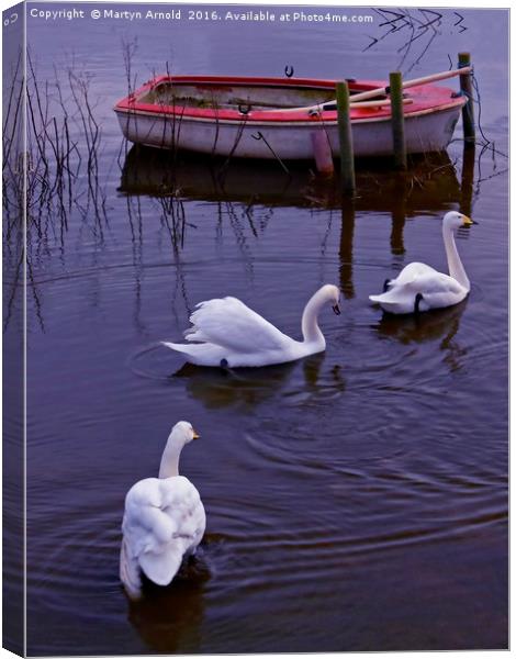 Whooper Swan Family Canvas Print by Martyn Arnold