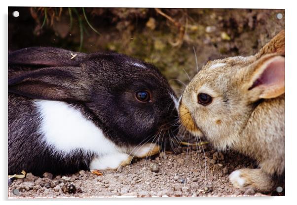 Cute Bunnies Portrait Acrylic by Patrycja Polechonska