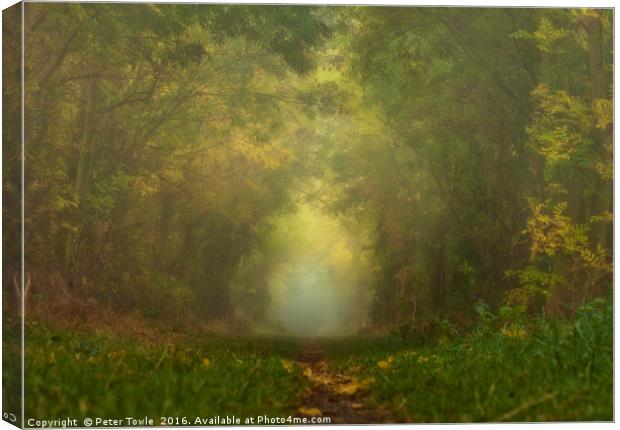 Misty Woods Canvas Print by Peter Towle