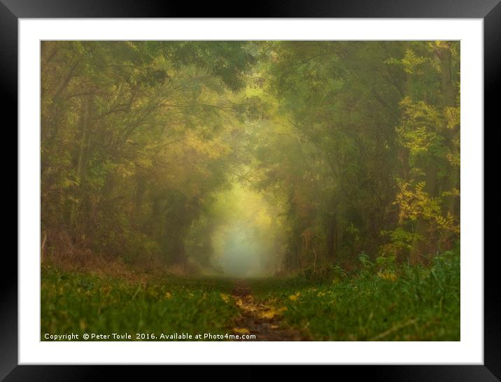 Misty Woods Framed Mounted Print by Peter Towle
