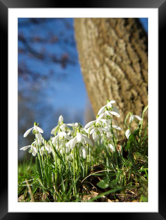 Snow drops  Framed Mounted Print by Shaun Jacobs