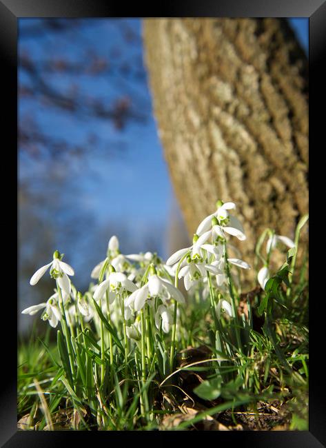 Snow drops  Framed Print by Shaun Jacobs