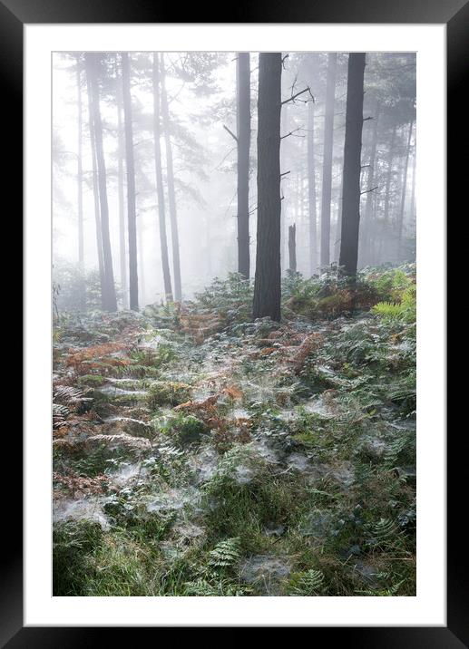 Dewy webs in the forest  Framed Mounted Print by Andrew Kearton