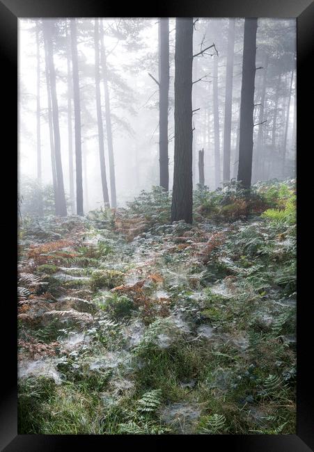 Dewy webs in the forest  Framed Print by Andrew Kearton