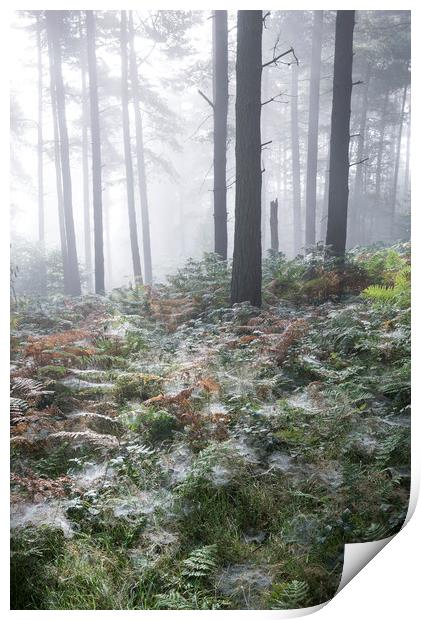 Dewy webs in the forest  Print by Andrew Kearton
