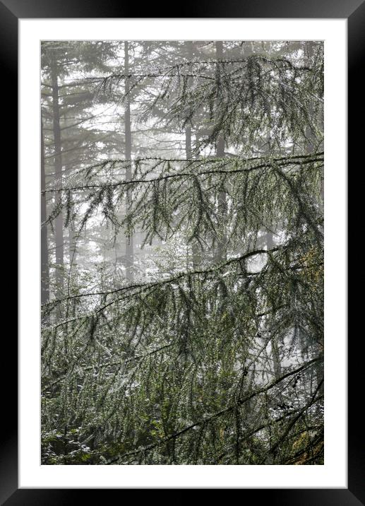 Fine dew in the forest Framed Mounted Print by Andrew Kearton