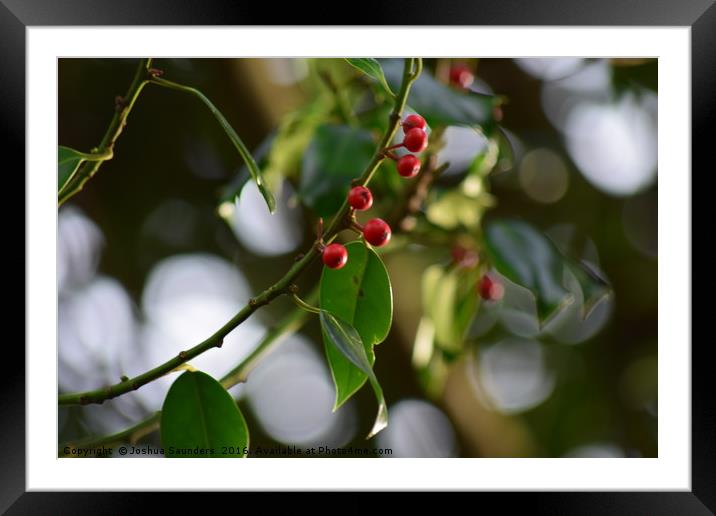 Red Rubies Framed Mounted Print by Joshua Saunders