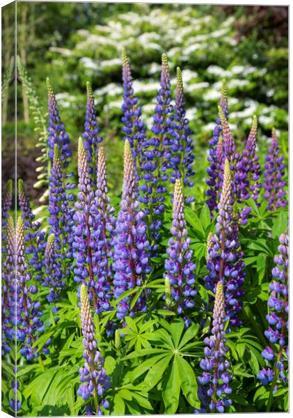 Blue Lupins in a summer garden Canvas Print by Andrew Kearton