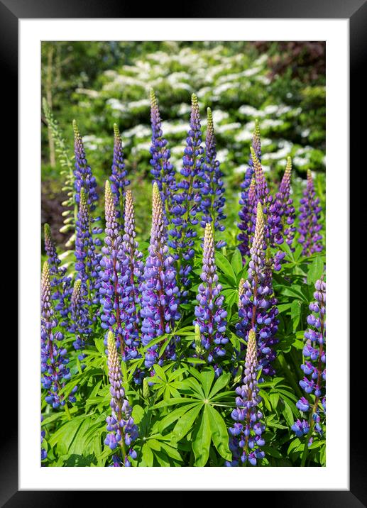 Blue Lupins in a summer garden Framed Mounted Print by Andrew Kearton