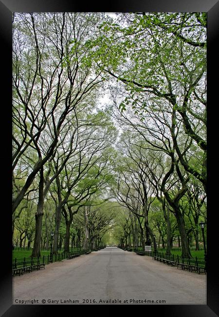 The Trees of Central Park Framed Print by Gary Lanham