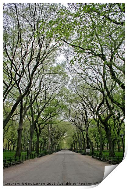 The Trees of Central Park Print by Gary Lanham