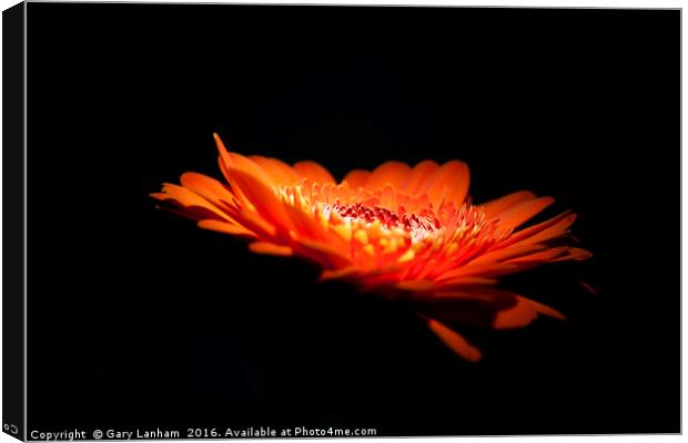 Night Lit Flower Canvas Print by Gary Lanham
