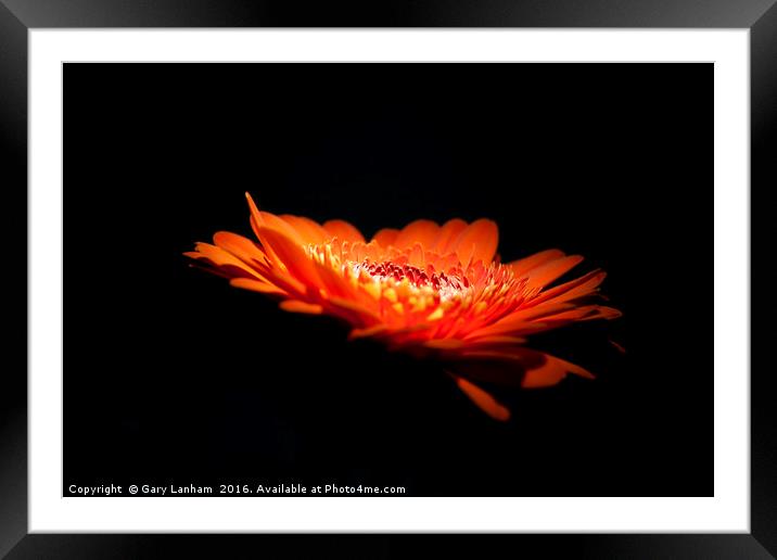 Night Lit Flower Framed Mounted Print by Gary Lanham