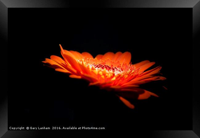 Night Lit Flower Framed Print by Gary Lanham