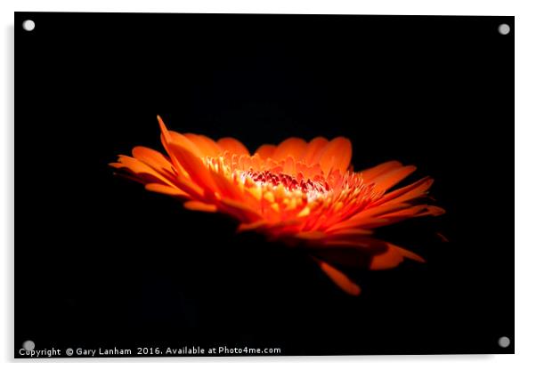 Night Lit Flower Acrylic by Gary Lanham