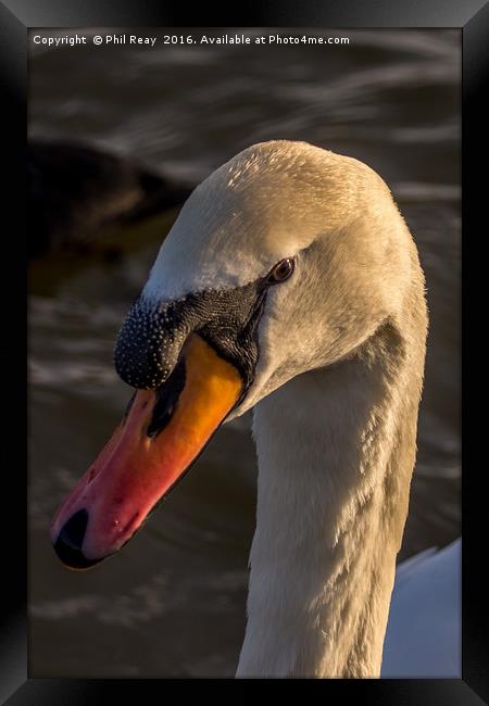 A mute swan Framed Print by Phil Reay