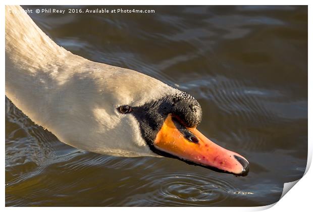 Mute swan  Print by Phil Reay