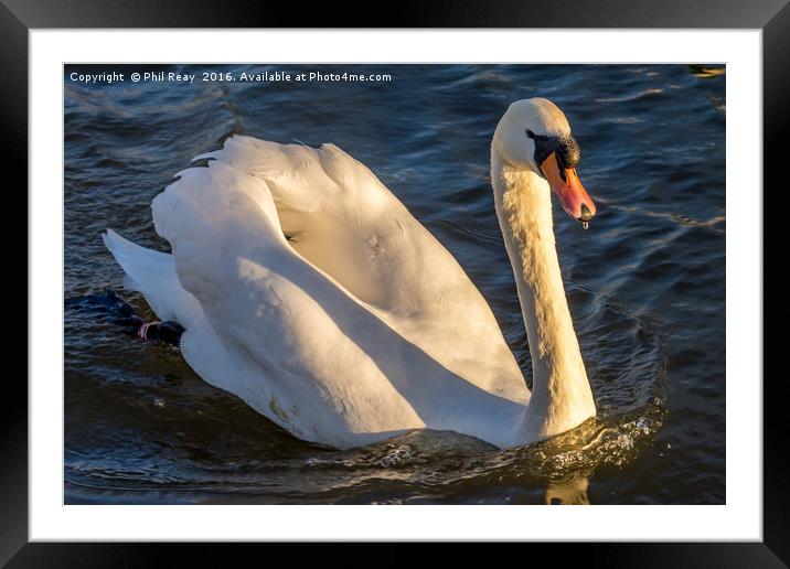 One swan a swimming Framed Mounted Print by Phil Reay