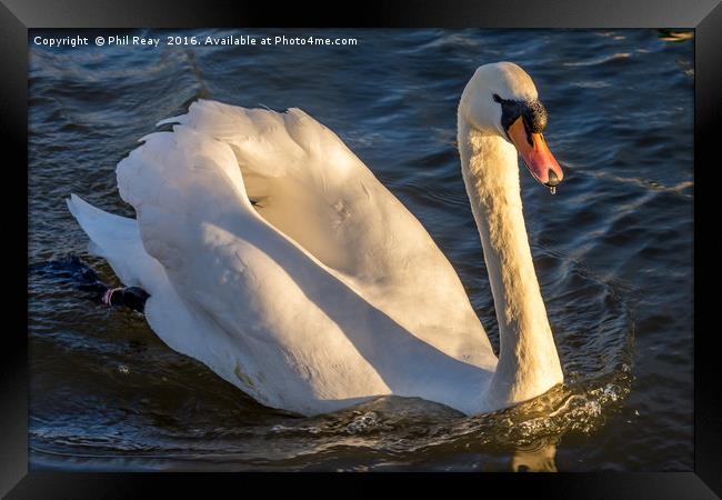 One swan a swimming Framed Print by Phil Reay