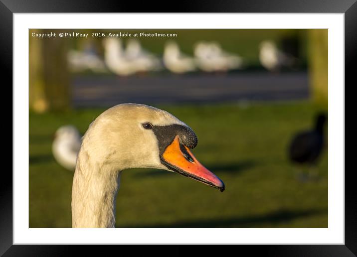 Mute Swan Framed Mounted Print by Phil Reay
