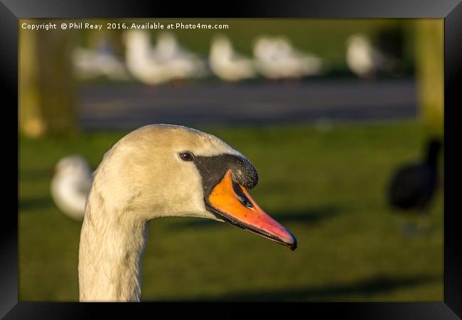 Mute Swan Framed Print by Phil Reay