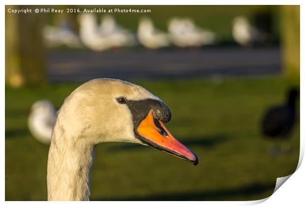 Mute Swan Print by Phil Reay