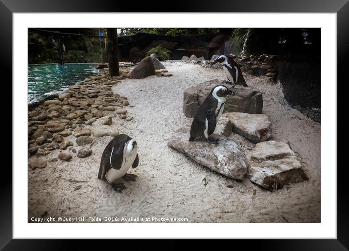 Penguin Playground Framed Mounted Print by Judy Hall-Folde