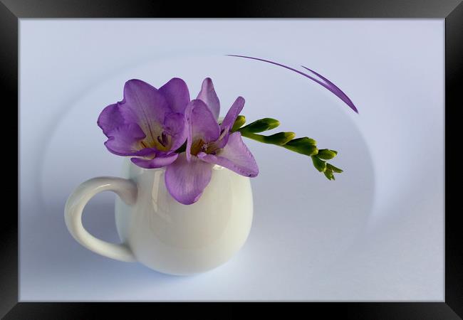 purple freesia flower Framed Print by Marinela Feier