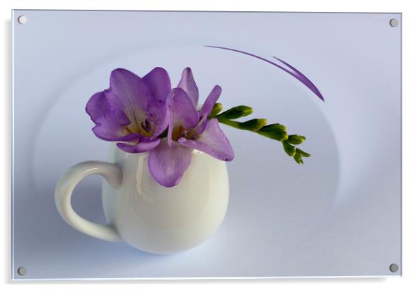 purple freesia flower Acrylic by Marinela Feier