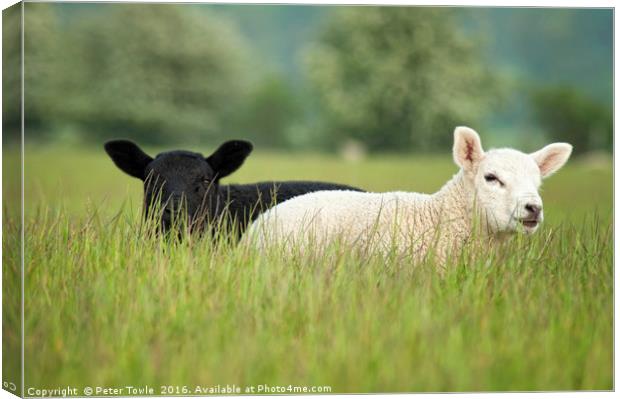 Lambs Canvas Print by Peter Towle