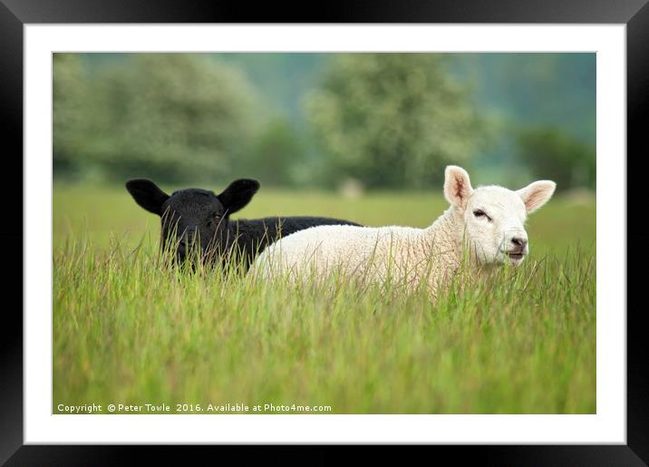 Lambs Framed Mounted Print by Peter Towle