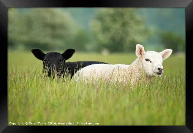 Lambs Framed Print by Peter Towle