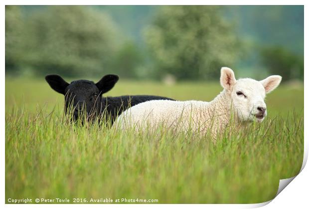 Lambs Print by Peter Towle