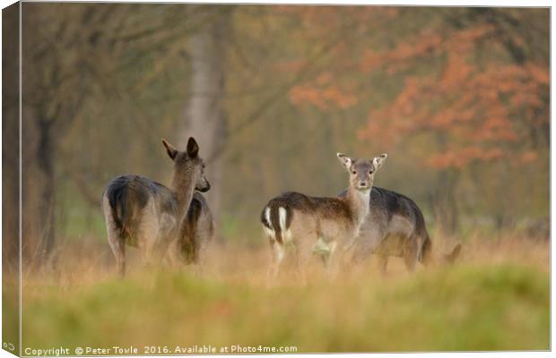 Autumnal fallow deer - The lookout Canvas Print by Peter Towle