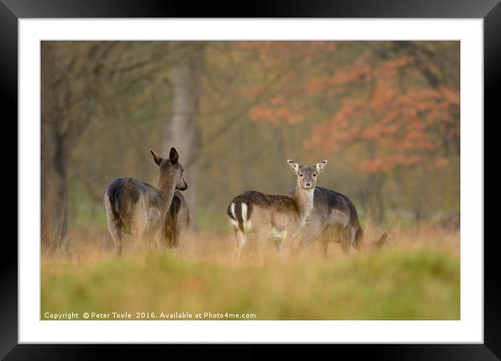 Autumnal fallow deer - The lookout Framed Mounted Print by Peter Towle