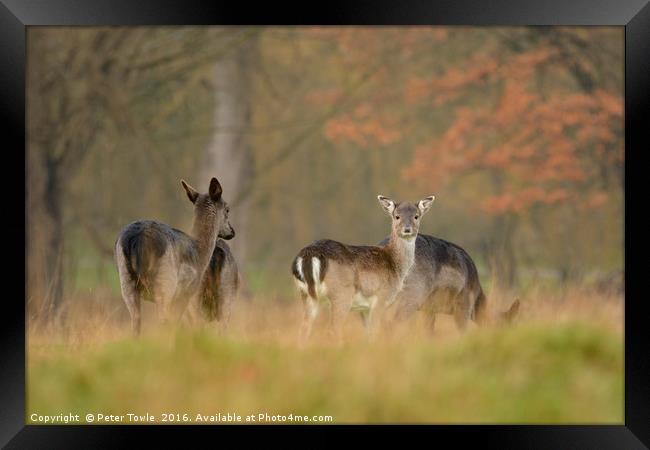 Autumnal fallow deer - The lookout Framed Print by Peter Towle