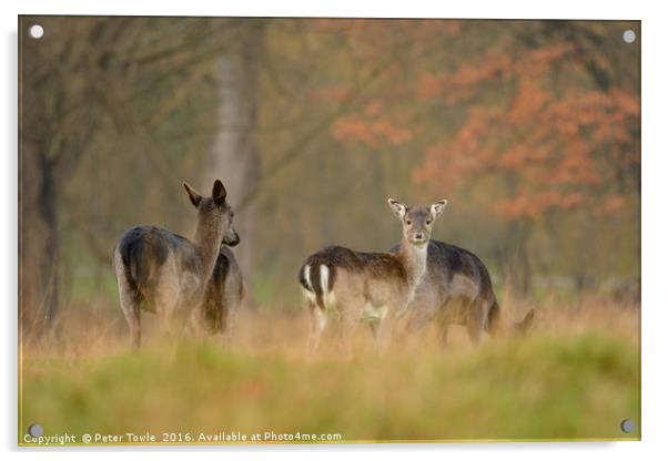 Autumnal fallow deer - The lookout Acrylic by Peter Towle