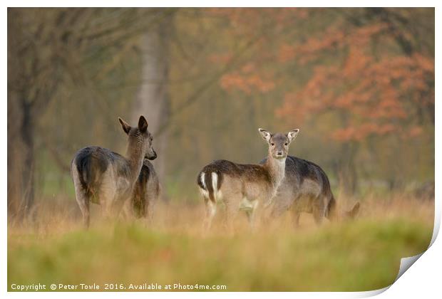 Autumnal fallow deer - The lookout Print by Peter Towle