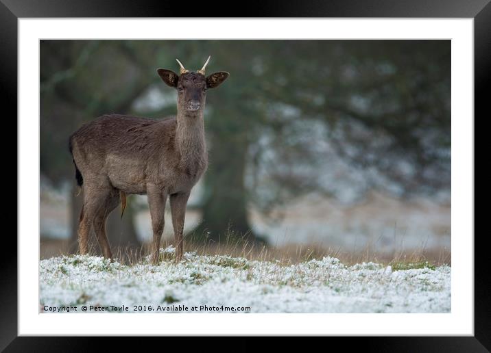 Fallow deer  Framed Mounted Print by Peter Towle