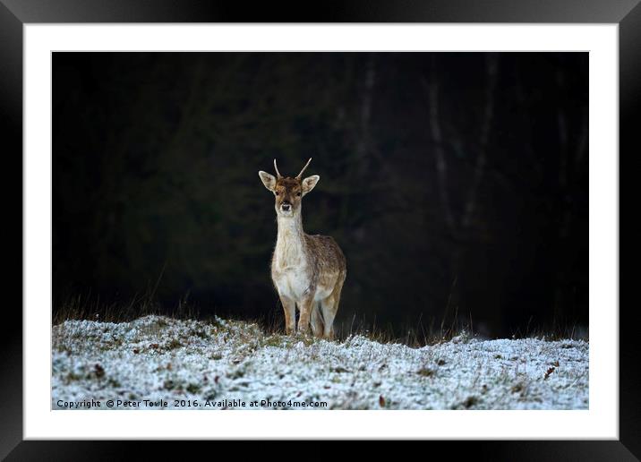 Lone deer in winter. Framed Mounted Print by Peter Towle