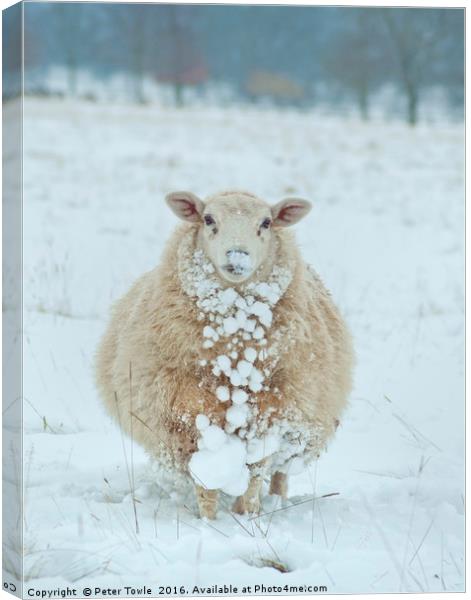 Winter Sheep Canvas Print by Peter Towle