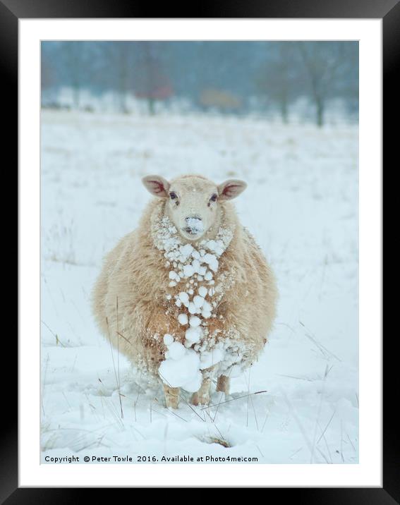 Winter Sheep Framed Mounted Print by Peter Towle
